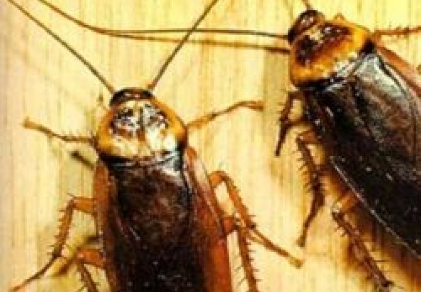 В мире исчезают тараканы