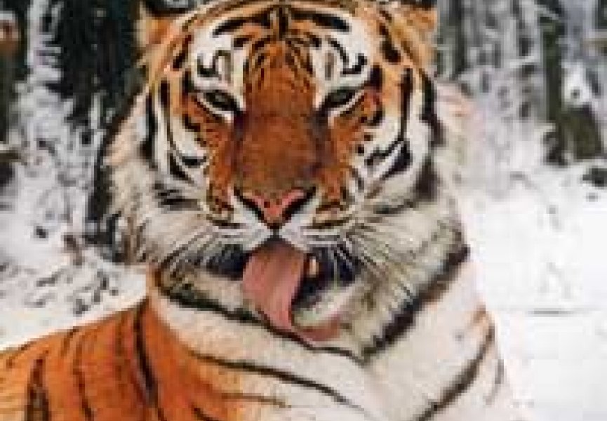 Каспийского тигра выведут на Амуре
