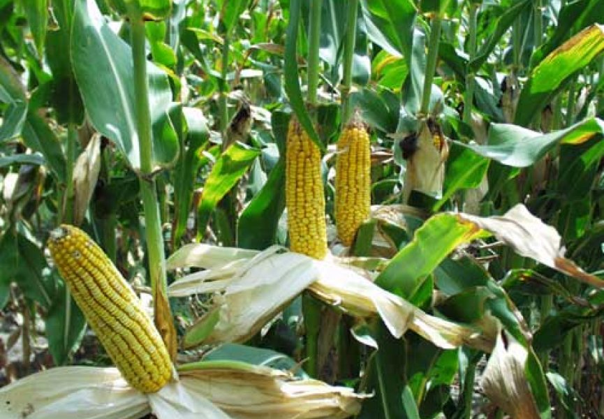 Кукуруза поможет в борьбе с изменением климата