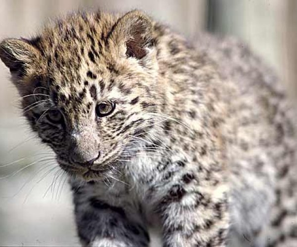Генетики подсчитали: дальневосточных леопардов осталось ровно 37
