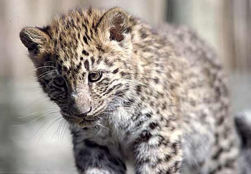 Генетики подсчитали: дальневосточных леопардов осталось ровно 37
