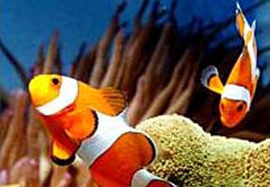 Повышение кислотности океана лишает рыб обоняния