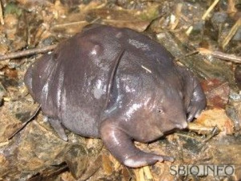 Эволюция обошла пурпурную лягушку стороной
