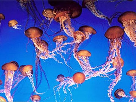С причинами бесплодия помогут разобраться светлячки и медузы