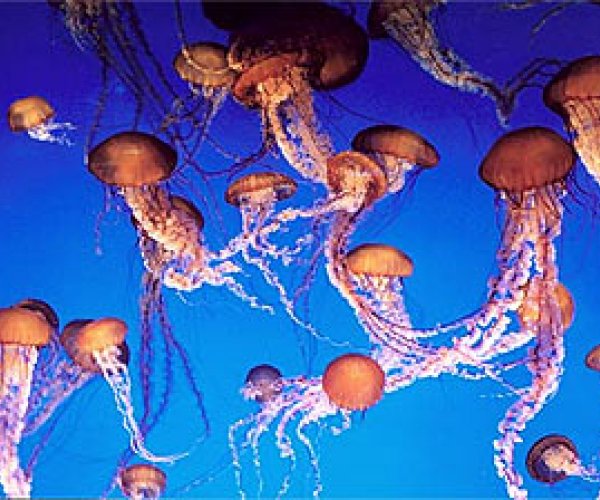 С причинами бесплодия помогут разобраться светлячки и медузы