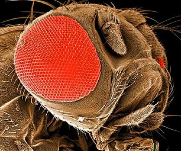 Для сохранения дрозофилы генетики решили переименовать мух