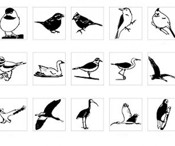 Ученые переписали эволюцию птиц