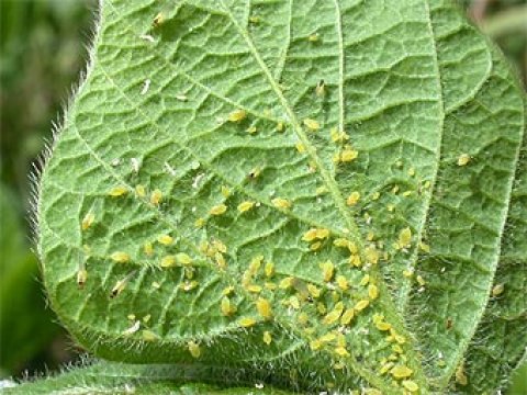 Биотопливо помогает насекомым-вредителям
