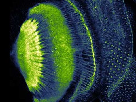 Для изучения работы генов созданы мухи с флуоресцирующими глазами