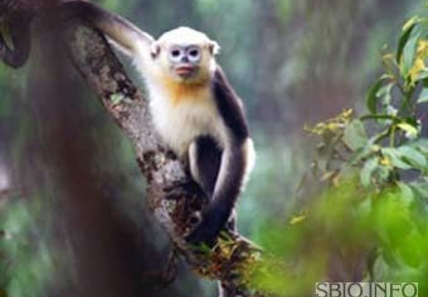 Неизвестная популяция вымирающих обезьян обнаружена во Вьетнаме