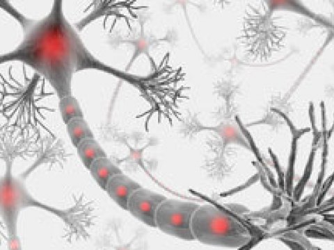 Оперативная память мозга: и один нейрон в поле воин
