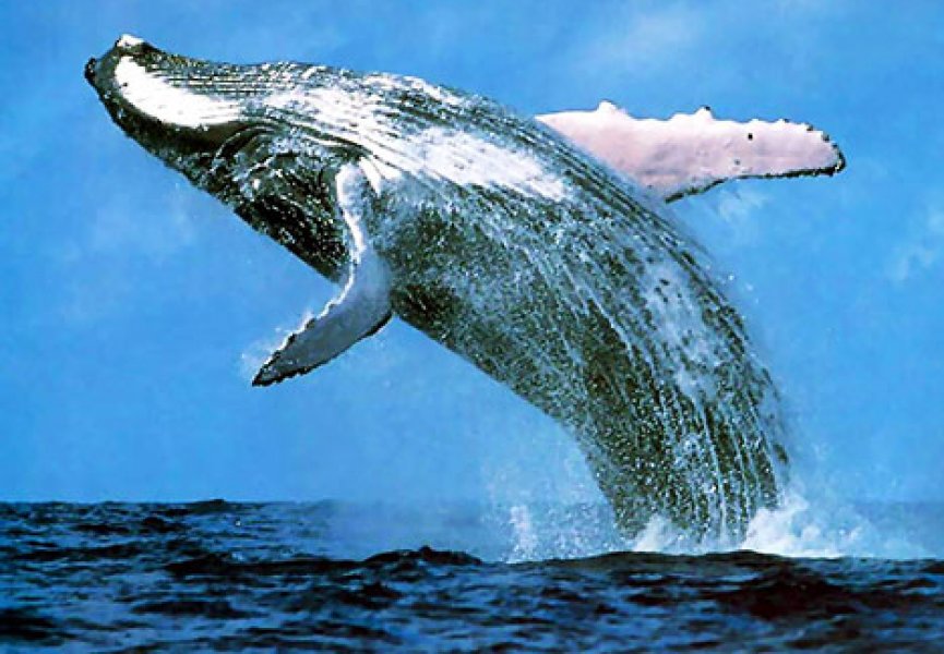 Древние киты приносили потомство на суше - ученые
