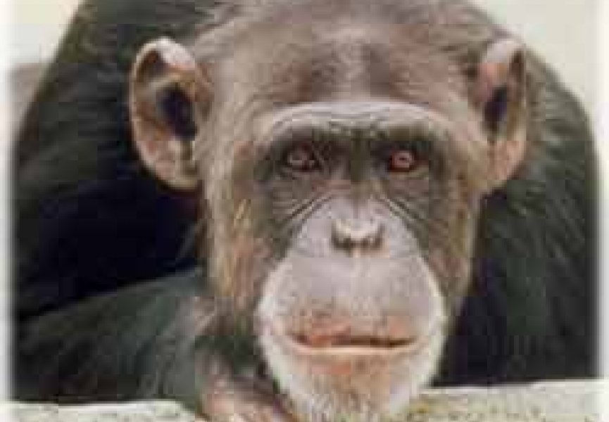 Шимпанзе болеют СПИДом
