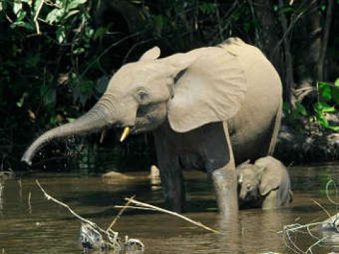 Африканских слонов разделили на два биологических вида