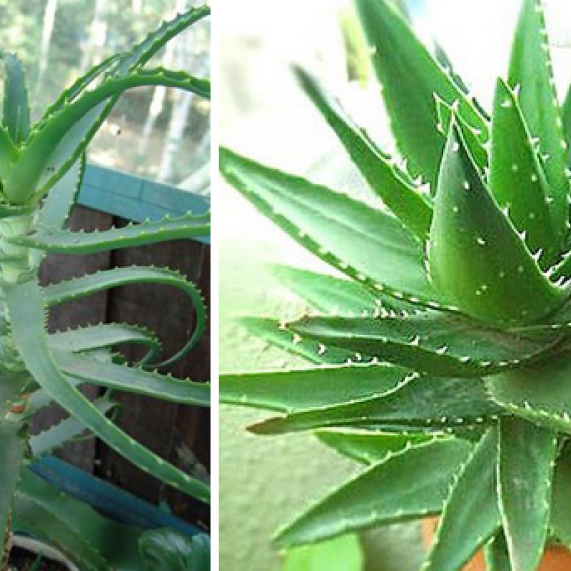 Алоэ прикол. Алоэ гарипензис. Алоэ ты что такой. Алоэ арбуэ. Алоэ смешные картинки.