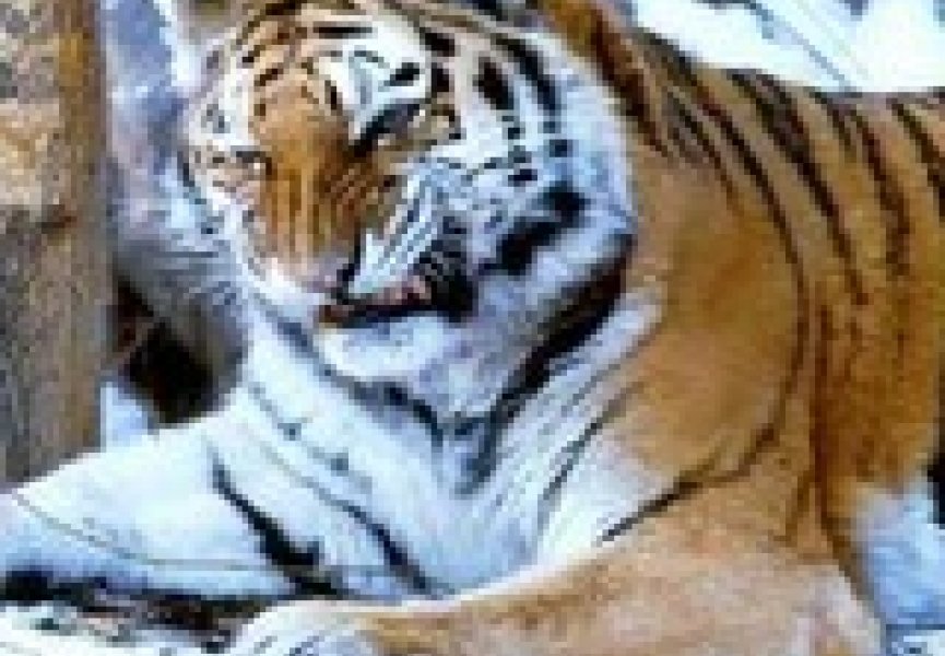 Амурские тигры на грани вымирания