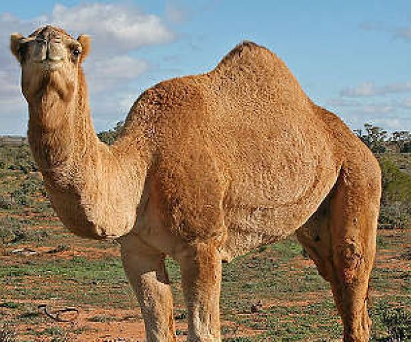 Расшифрован геном аравийского верблюда