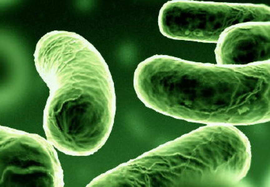 Китайские ученые научились хранить данные в бактериях
