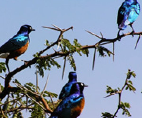 Африканские птицы перевернули правила полового отбора