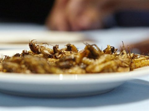 Голландец собирается выпустить кулинарную книгу с рецептами блюд из насекомых