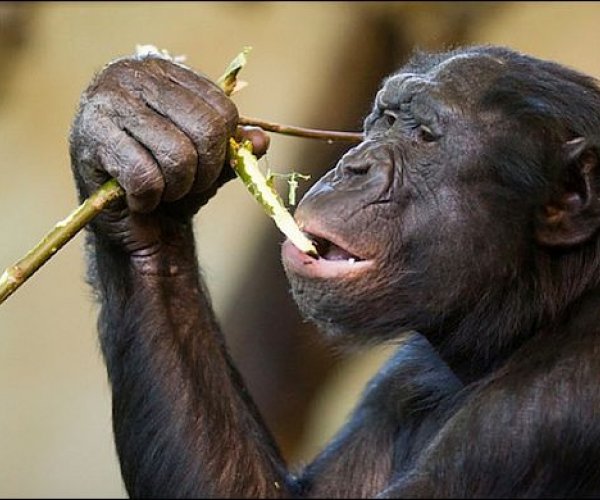 Самки карликовых шимпанзе более продвинутые