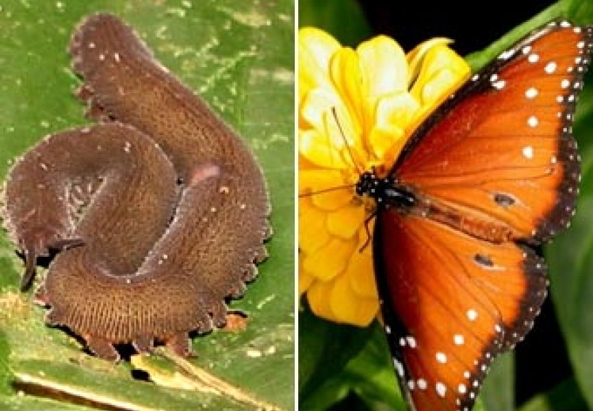Предков бабочек заподозрили в сожительстве с червями