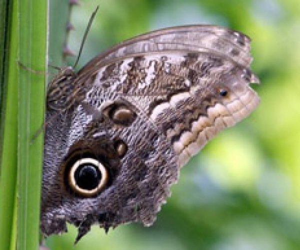 Бабочкам, стрекозам и жукам Европы грозит вымирание?