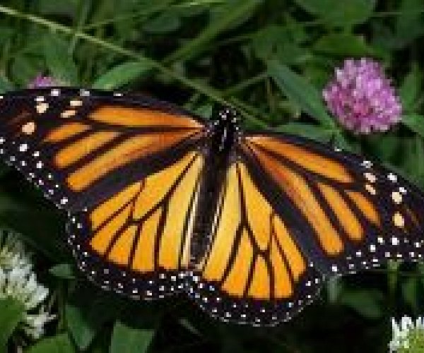 Как бабочки-монархи защищают свое потомство