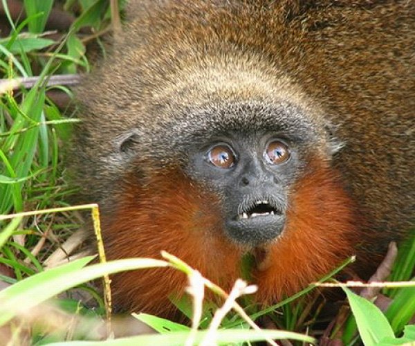 В Колумбии найден новый вид обезьян