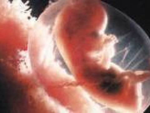 Британские ученые вырастили 155 животно-человеческих эмбрионов