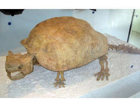 Первые жители Океании и Австралии истребили всех гигантских рогатых черепах