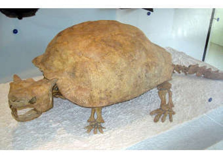 Первые жители Океании и Австралии истребили всех гигантских рогатых черепах