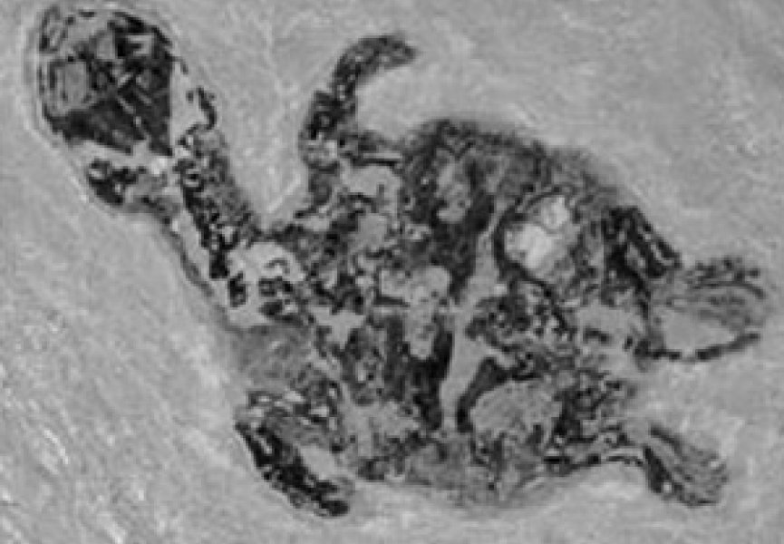 Окаменелости древней черепахи обнаружены в Антарктиде