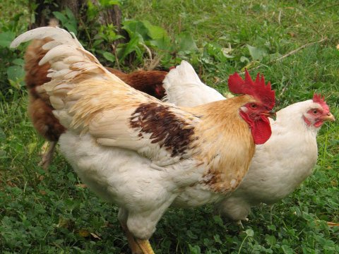 Ученые открыли тайну цыплят, наполовину самцов, наполовину самок