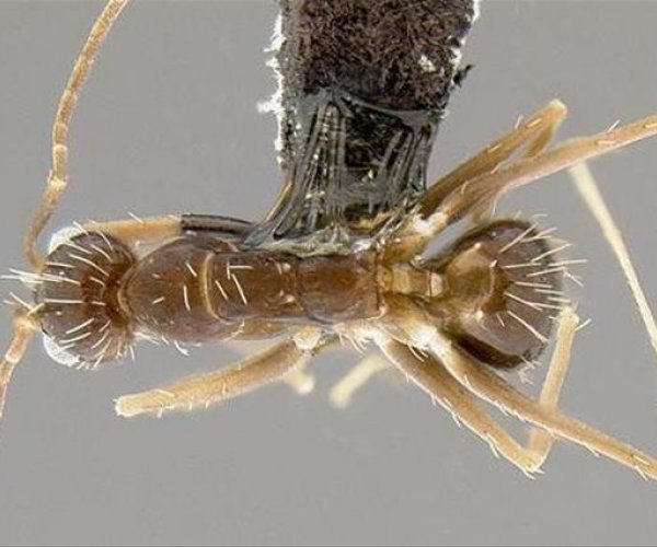Ученые расшифровали гены сумасшедших муравьев