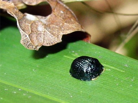 Создано приспособление, имитирующее способность жука Hemisphaerota cyanea «приклеиваться» к листьям