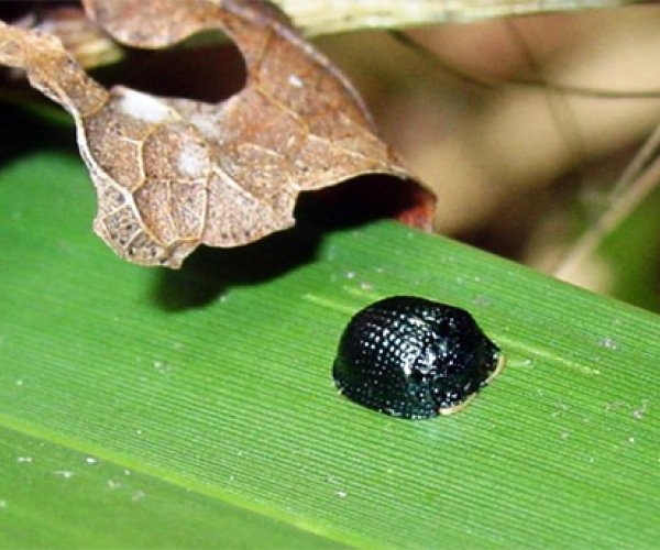Создано приспособление, имитирующее способность жука Hemisphaerota cyanea «приклеиваться» к листьям