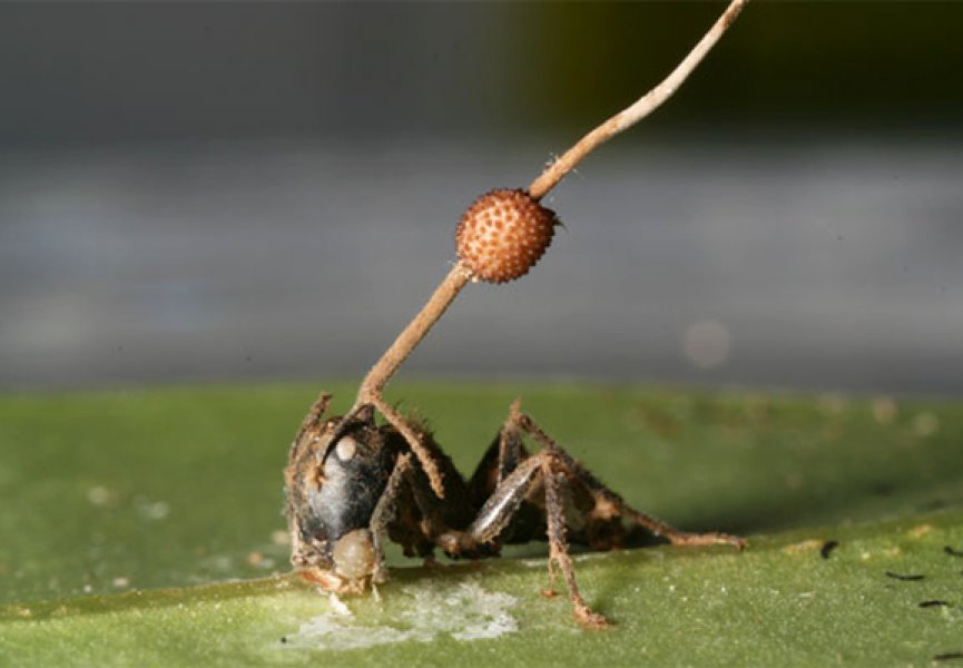 Грибки-паразиты управляли муравьями ещё 48 млн. лет назад