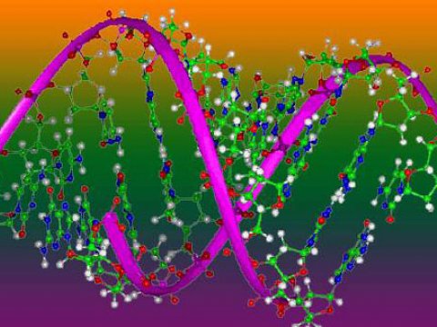 Обнаружен ген, отвечающий за врожденные дефекты сердечно-сосудистой системы