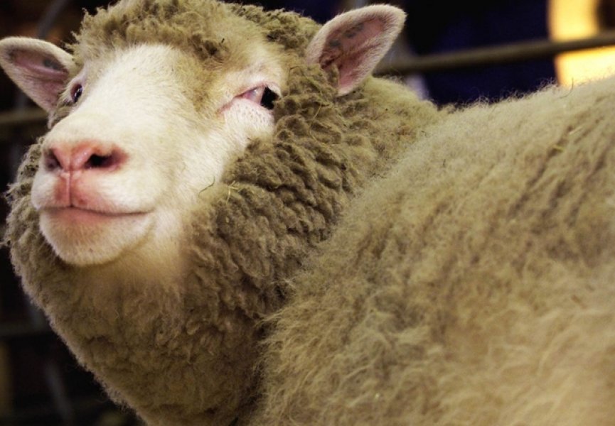 Ученые рассказали всем о клонах овечки Долли