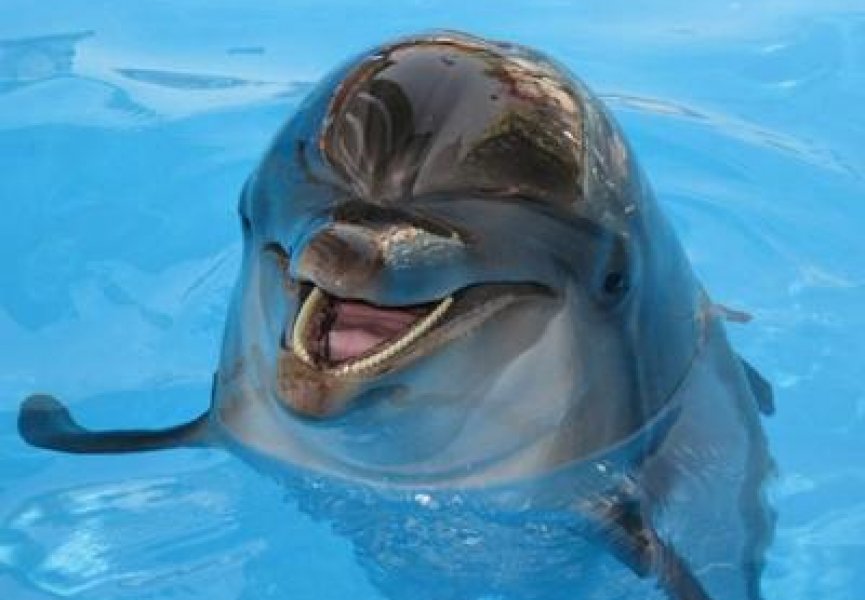Присутствие людей травмирует дельфинов