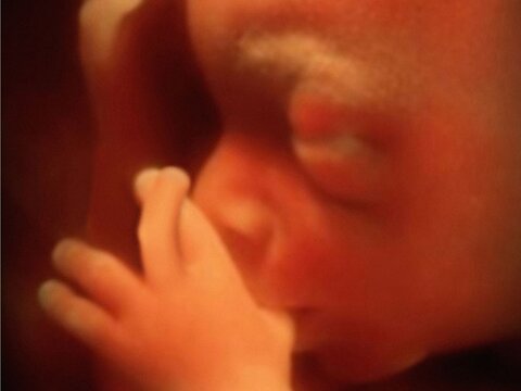 Эмбрионы испытывают эмоции с 17-ой недели беременности