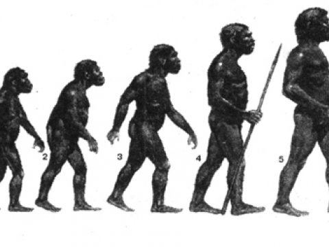 Представления об эволюции человека могут быть ошибочными