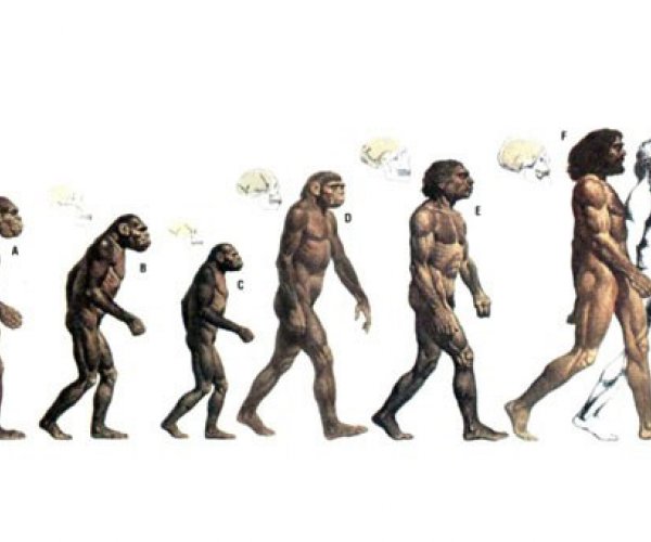 Ученые доказали необратимость эволюции