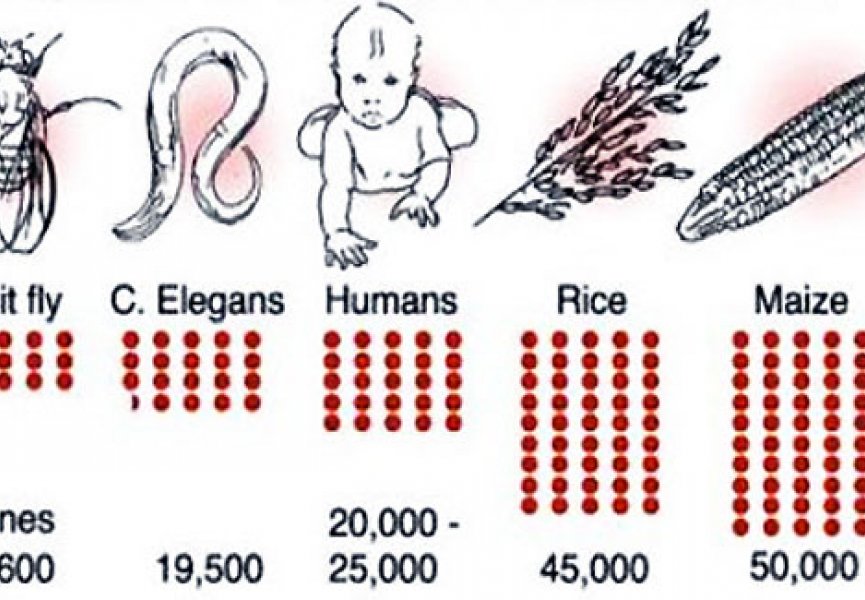 Геном человека таблица. Число генов у человека. Количество генов в геноме человека. Геном человека цифры. Ядерный геном человека.
