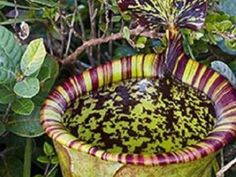 На Филиппинах обнаружено гигантское хищное растение