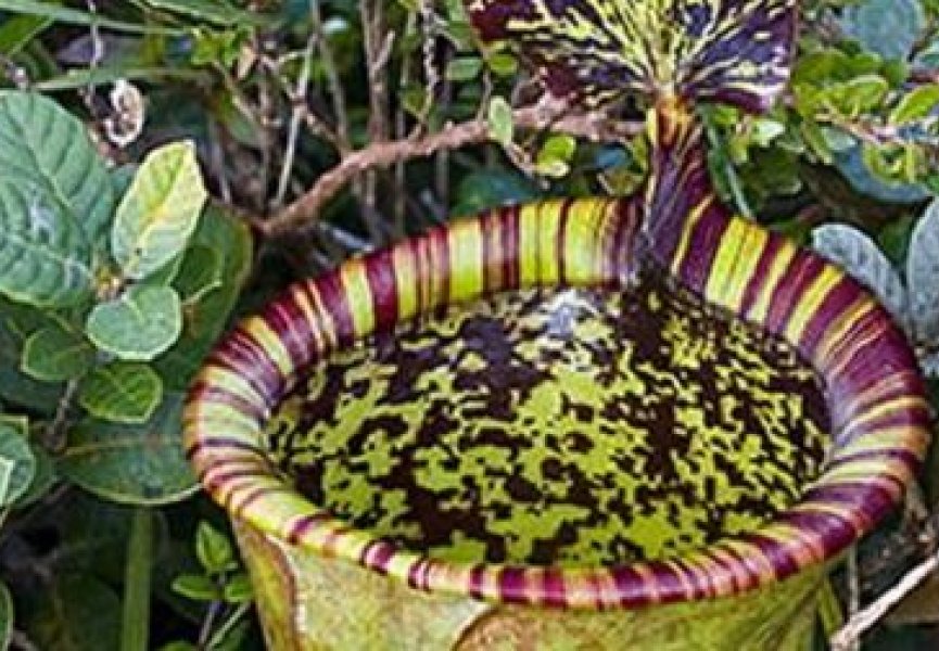 На Филиппинах обнаружено гигантское хищное растение
