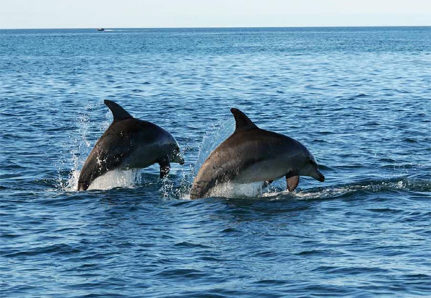 Социальная структура популяции дельфинов своей сложностью напоминает человеческую