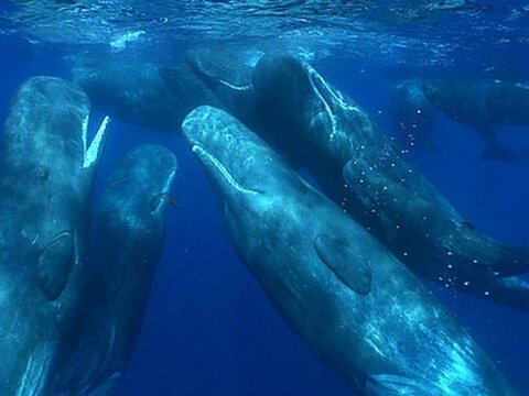Как солнце влияет на китов