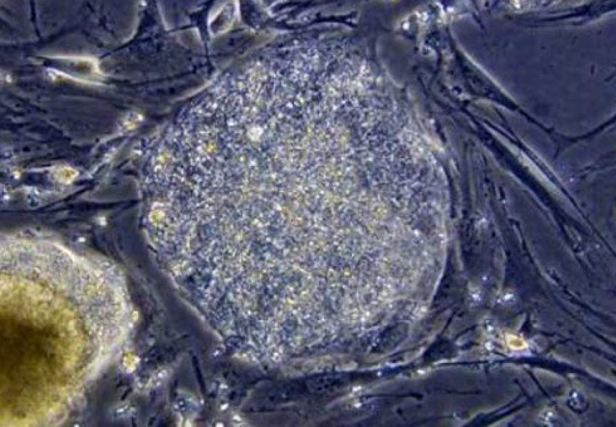 Созданы искусственные протеины, обеспечивающие рост живых клеток